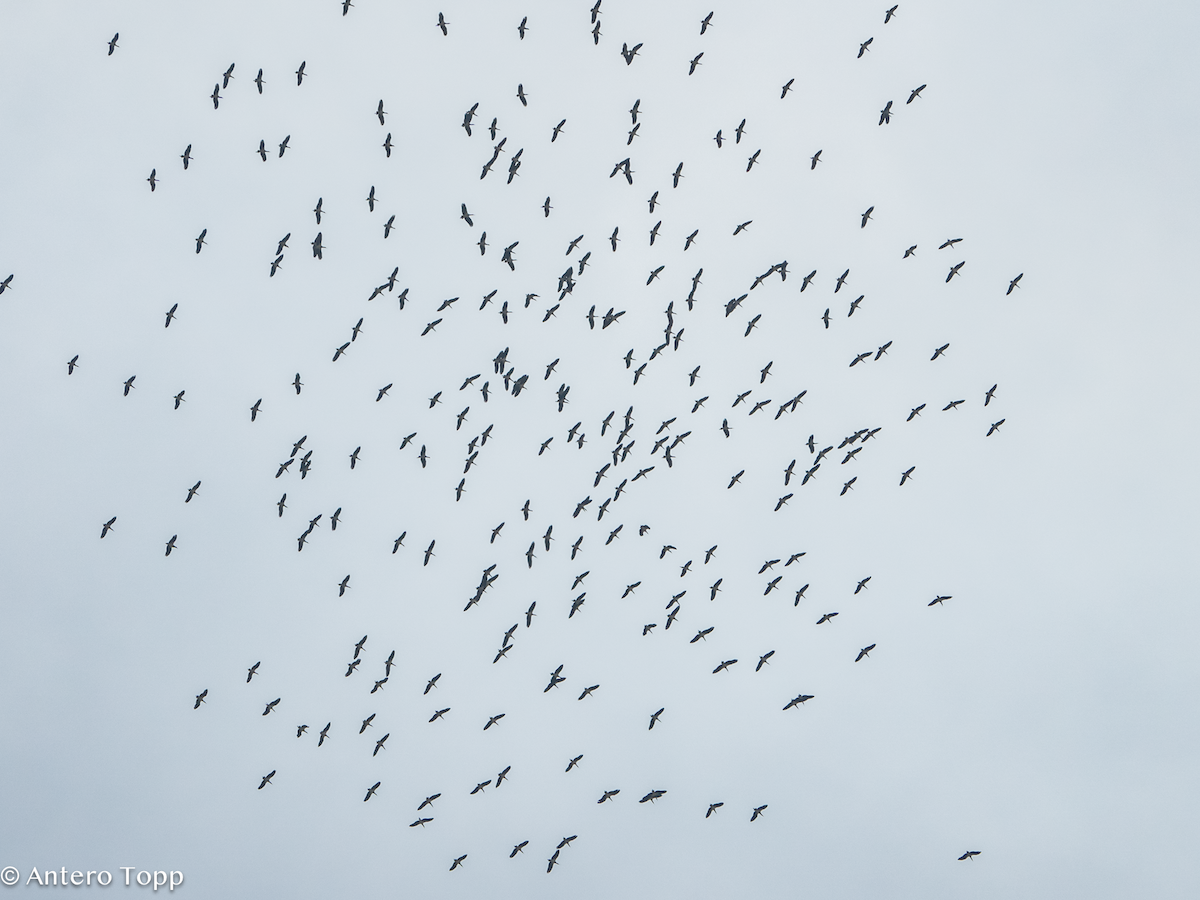 Дождевой аист - ML645148850