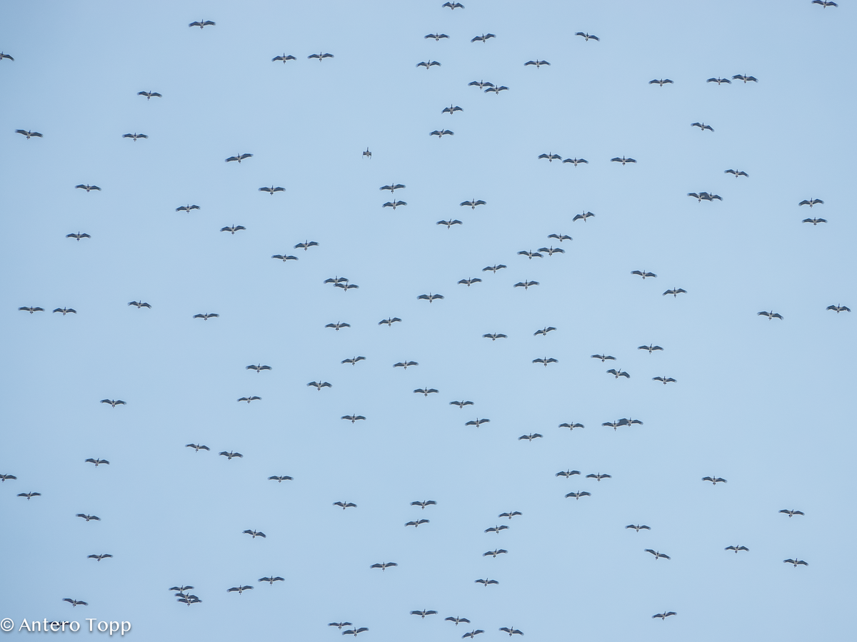 Дождевой аист - ML645148851