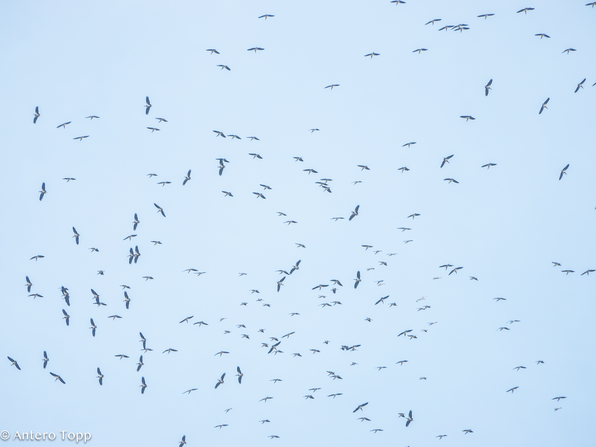 Дождевой аист - ML645148852