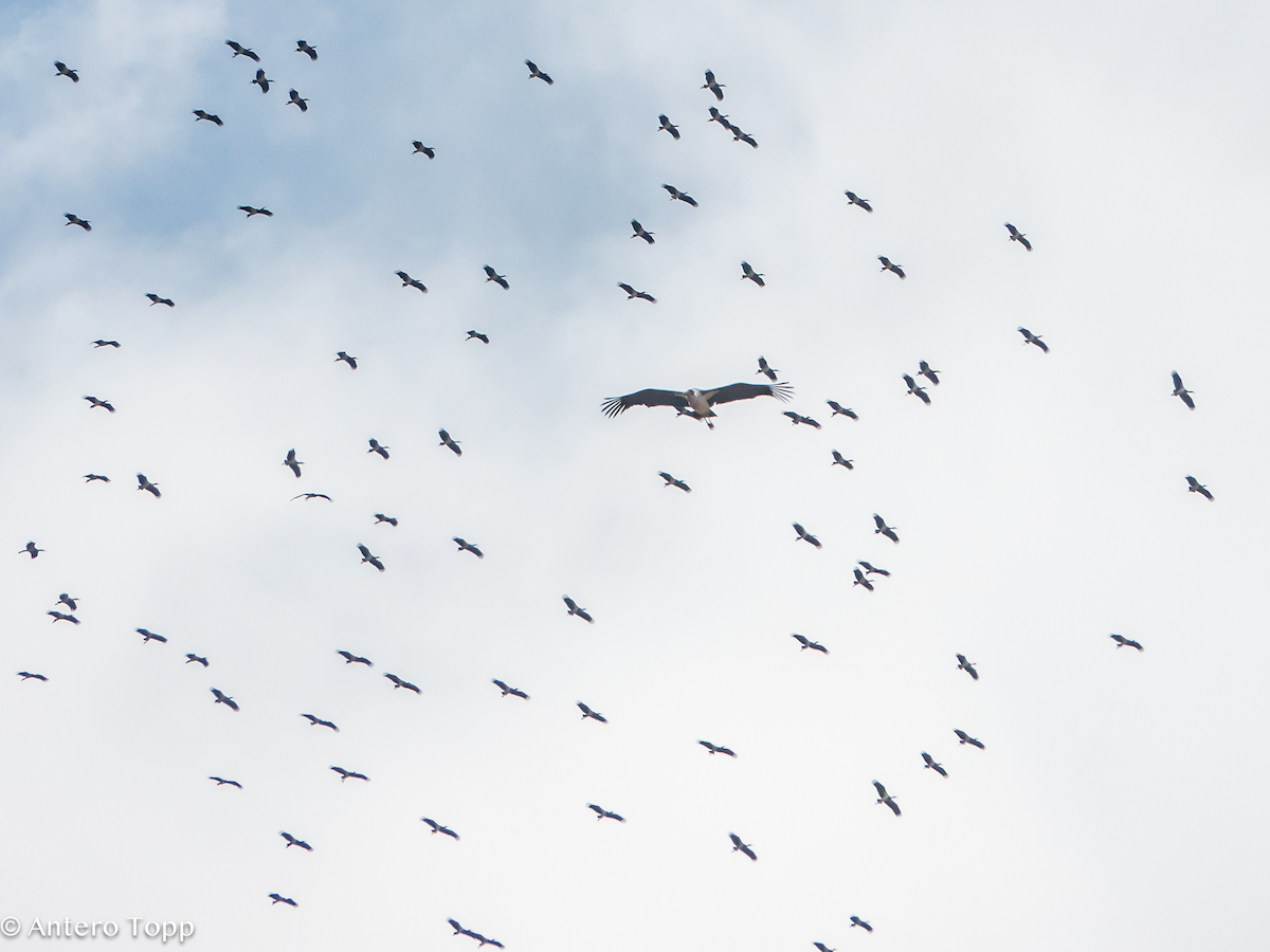 Дождевой аист - ML645148853