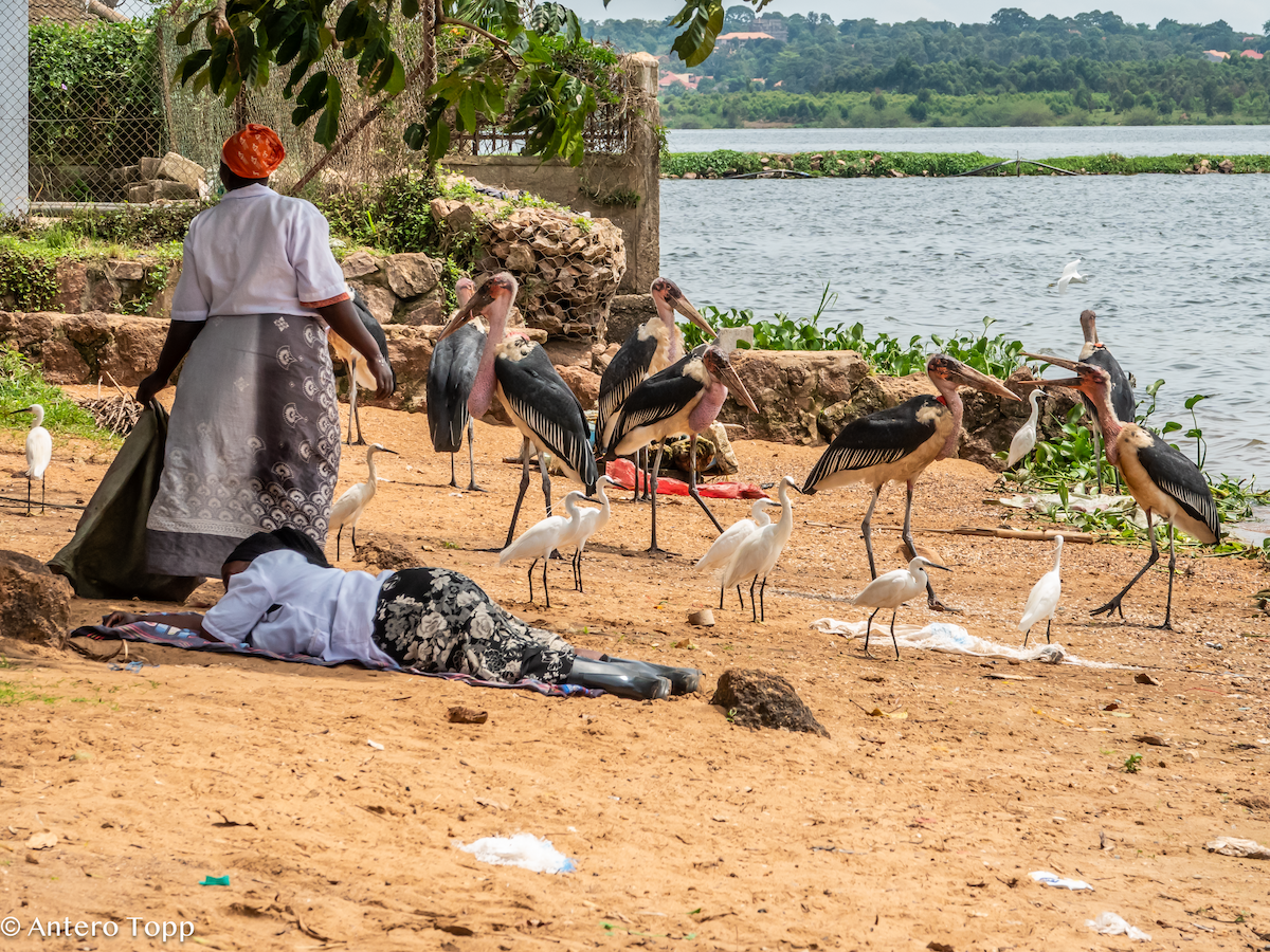 Африканский марабу - ML645148855