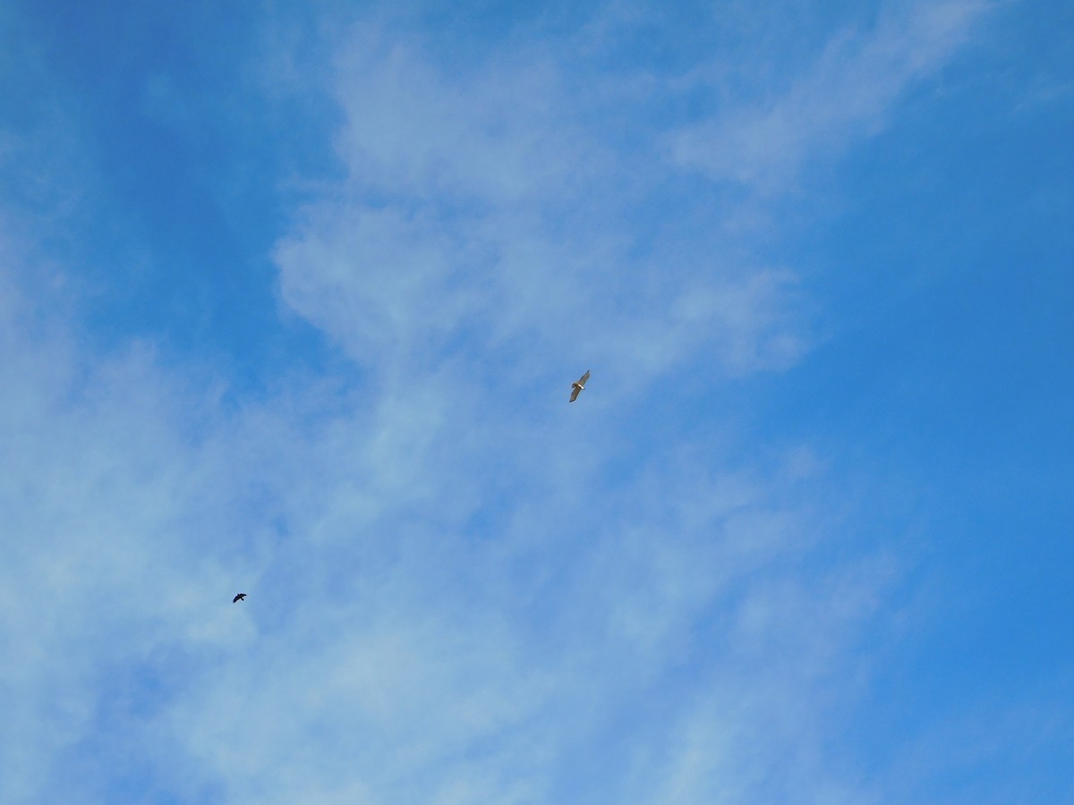 Краснохвостый канюк - ML645148856