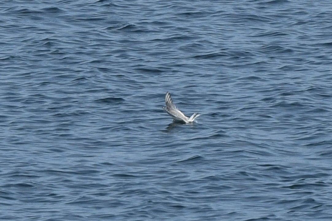 Полярная крачка - ML645148857