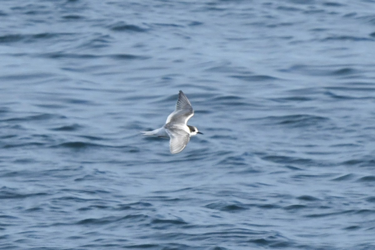 Полярная крачка - ML645148859