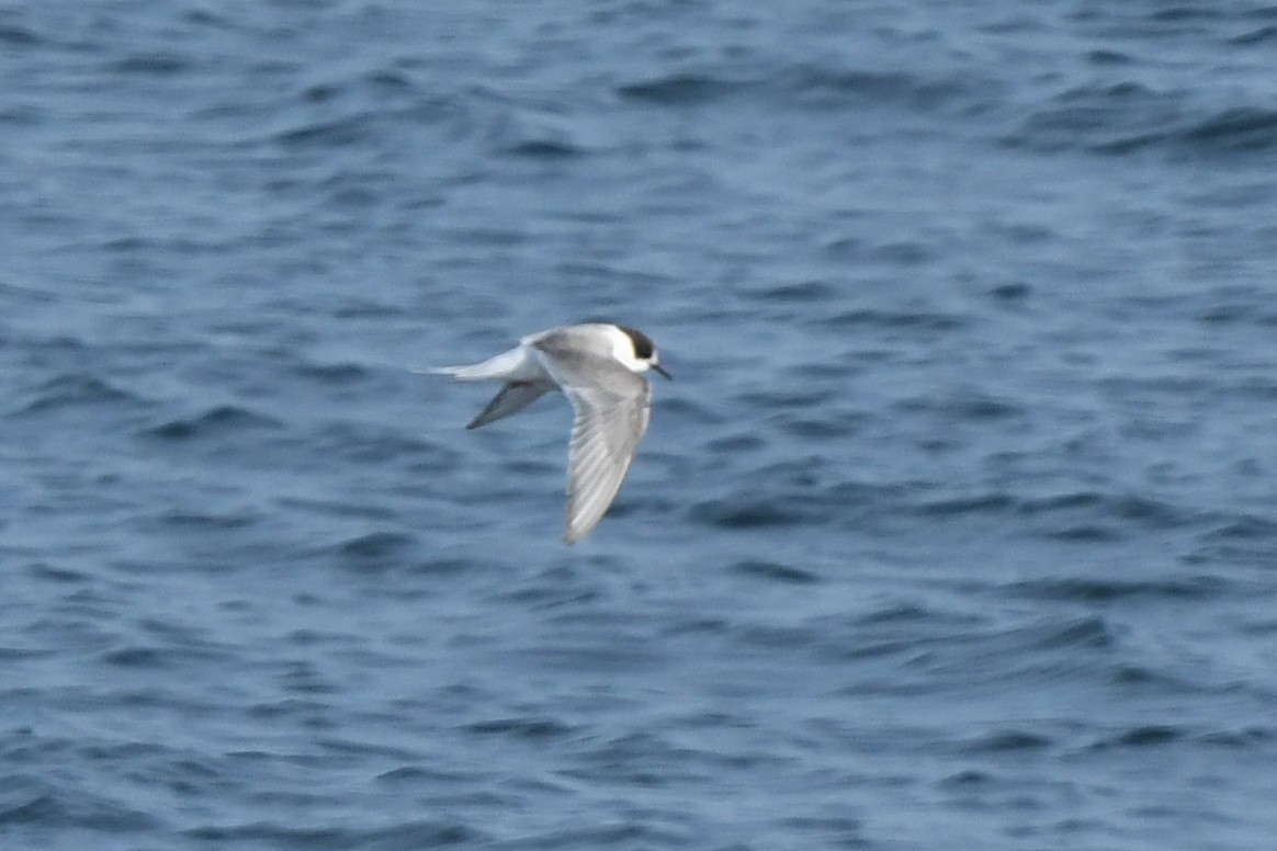 Полярная крачка - ML645148860