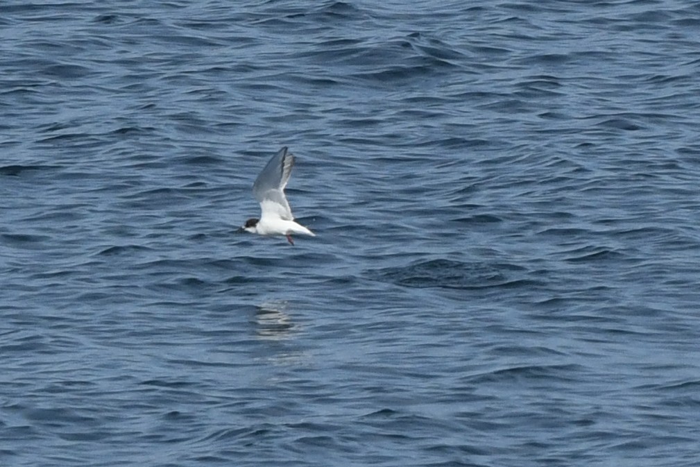 Полярная крачка - ML645148861