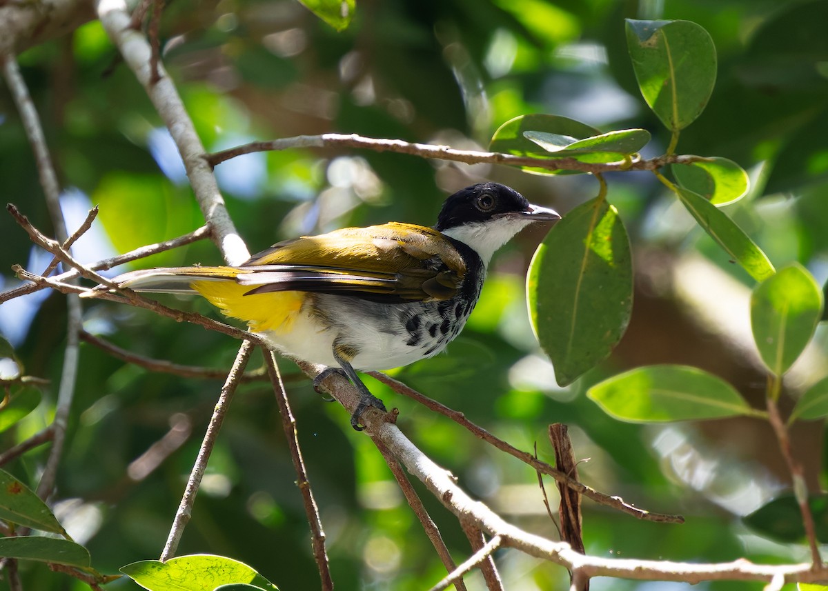 Чешуйчатый бюльбюль - ML645148864