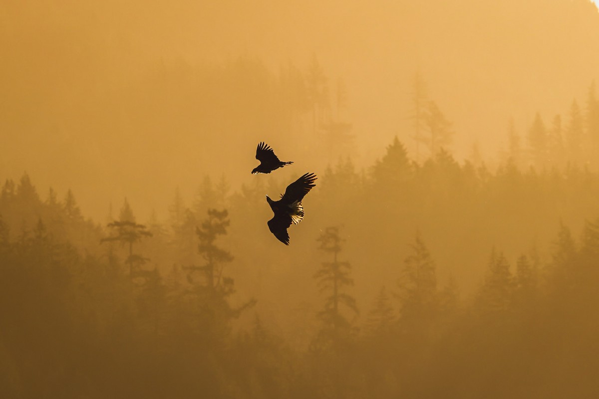 עיטם לבן-ראש - ML645148885