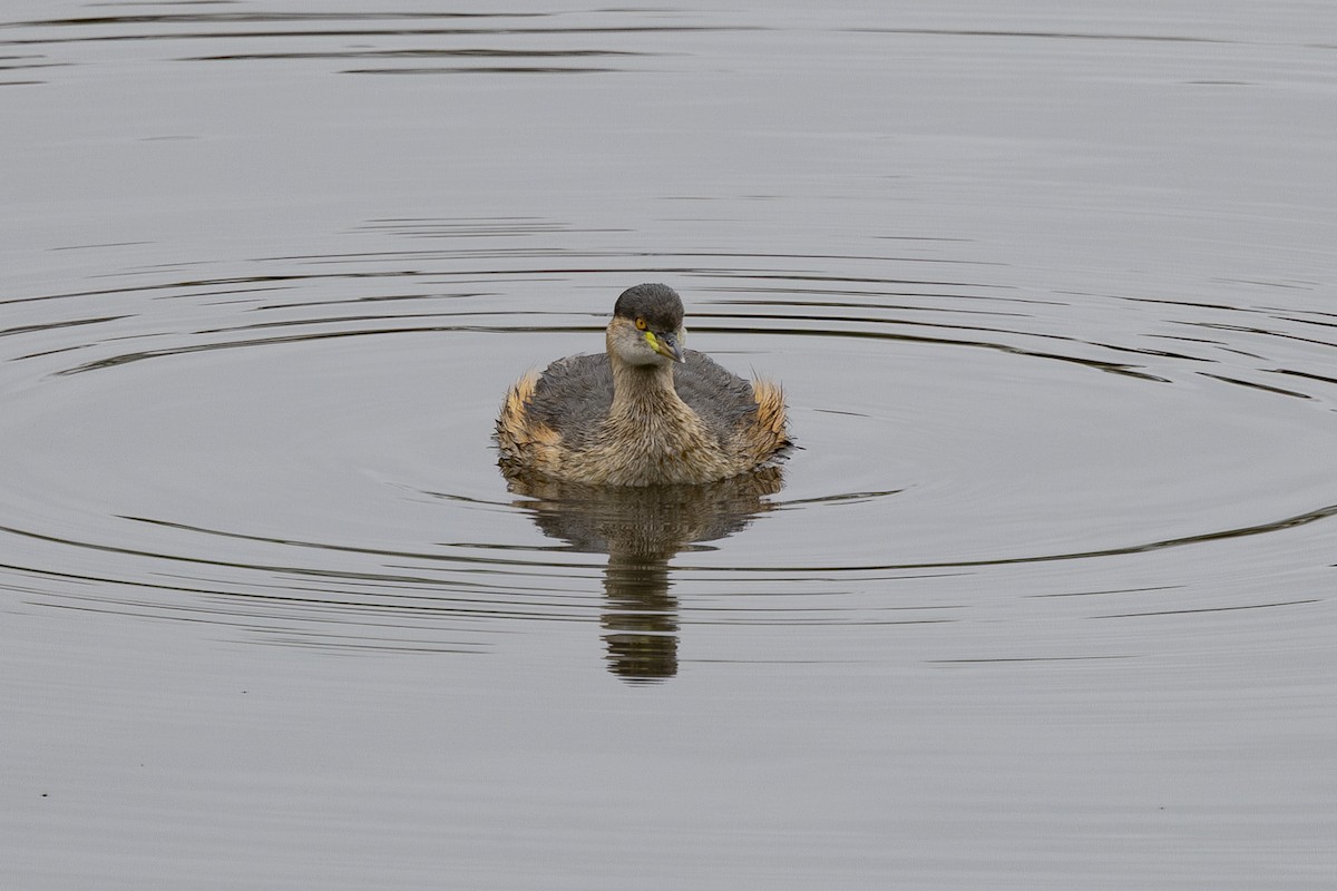 Australasian Grebe - ML645148887