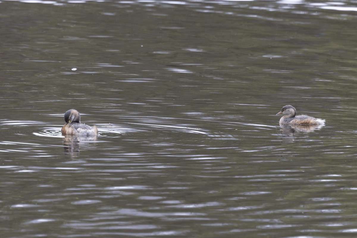 Australasian Grebe - ML645148890