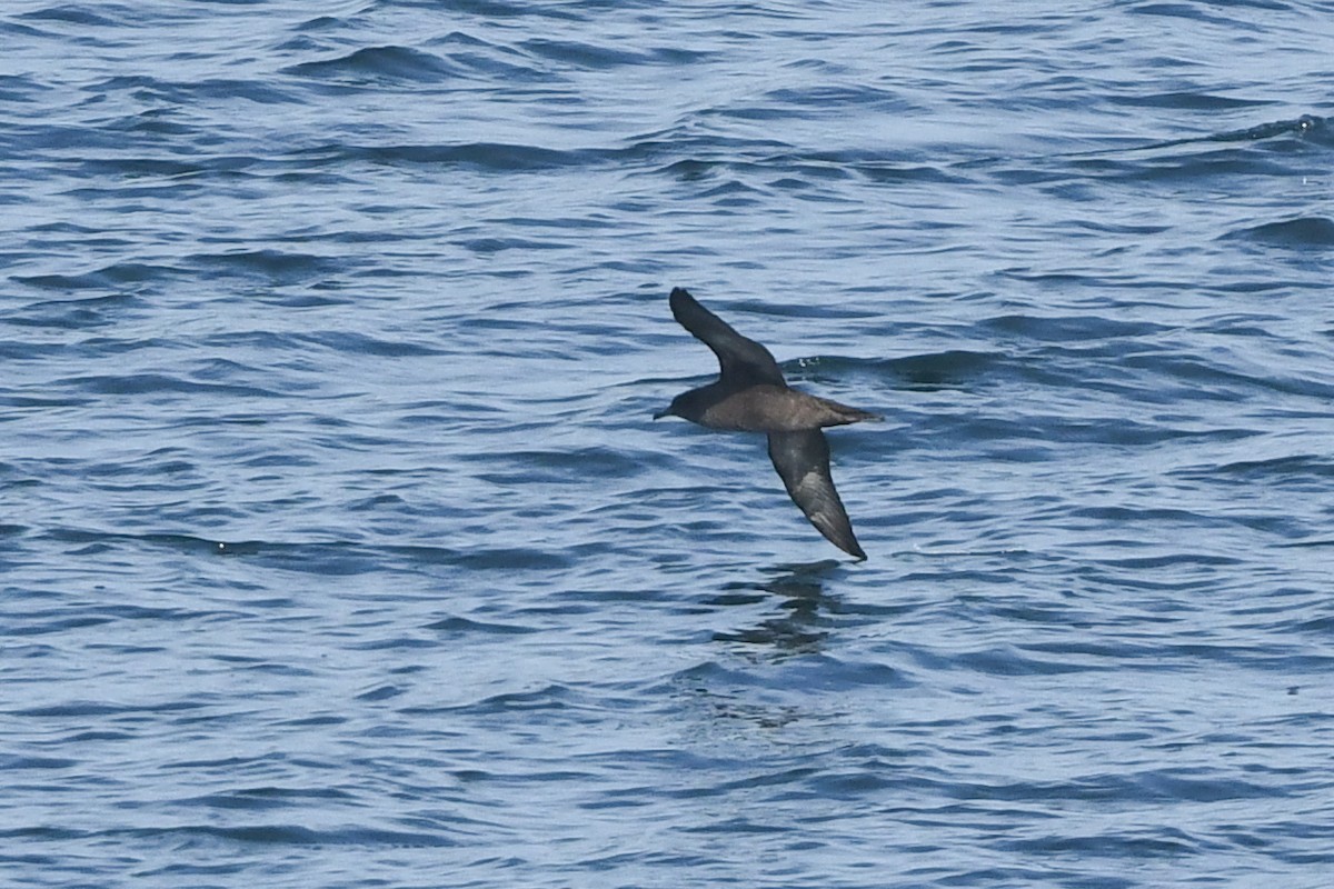 Short-tailed Shearwater - ML645148906