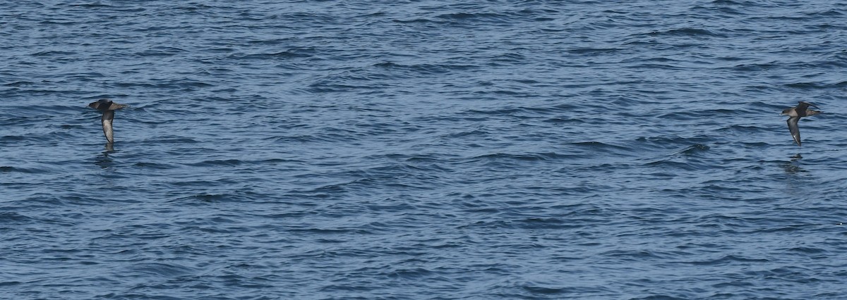 Short-tailed Shearwater - ML645148907