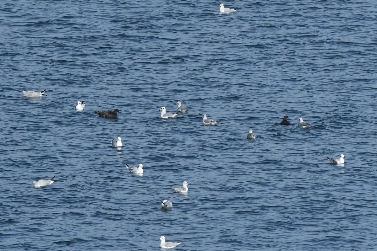 Short-tailed Shearwater - ML645148908