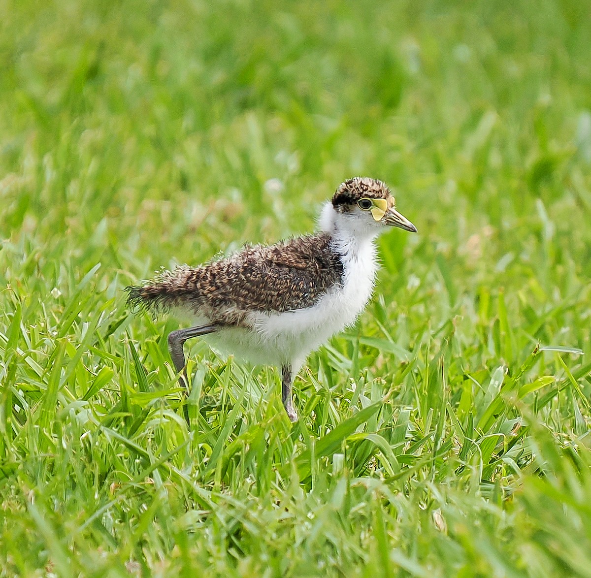 Masked Lapwing - ML645148924