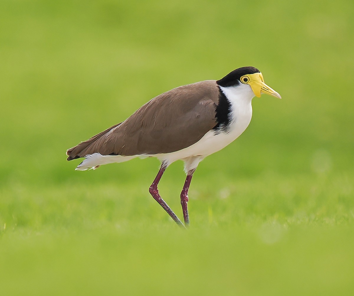 Masked Lapwing - ML645148925