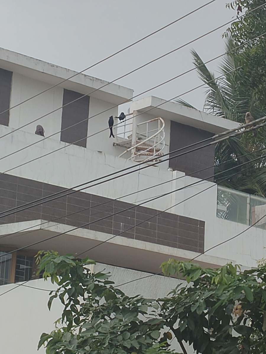 Black Drongo - ML645148926