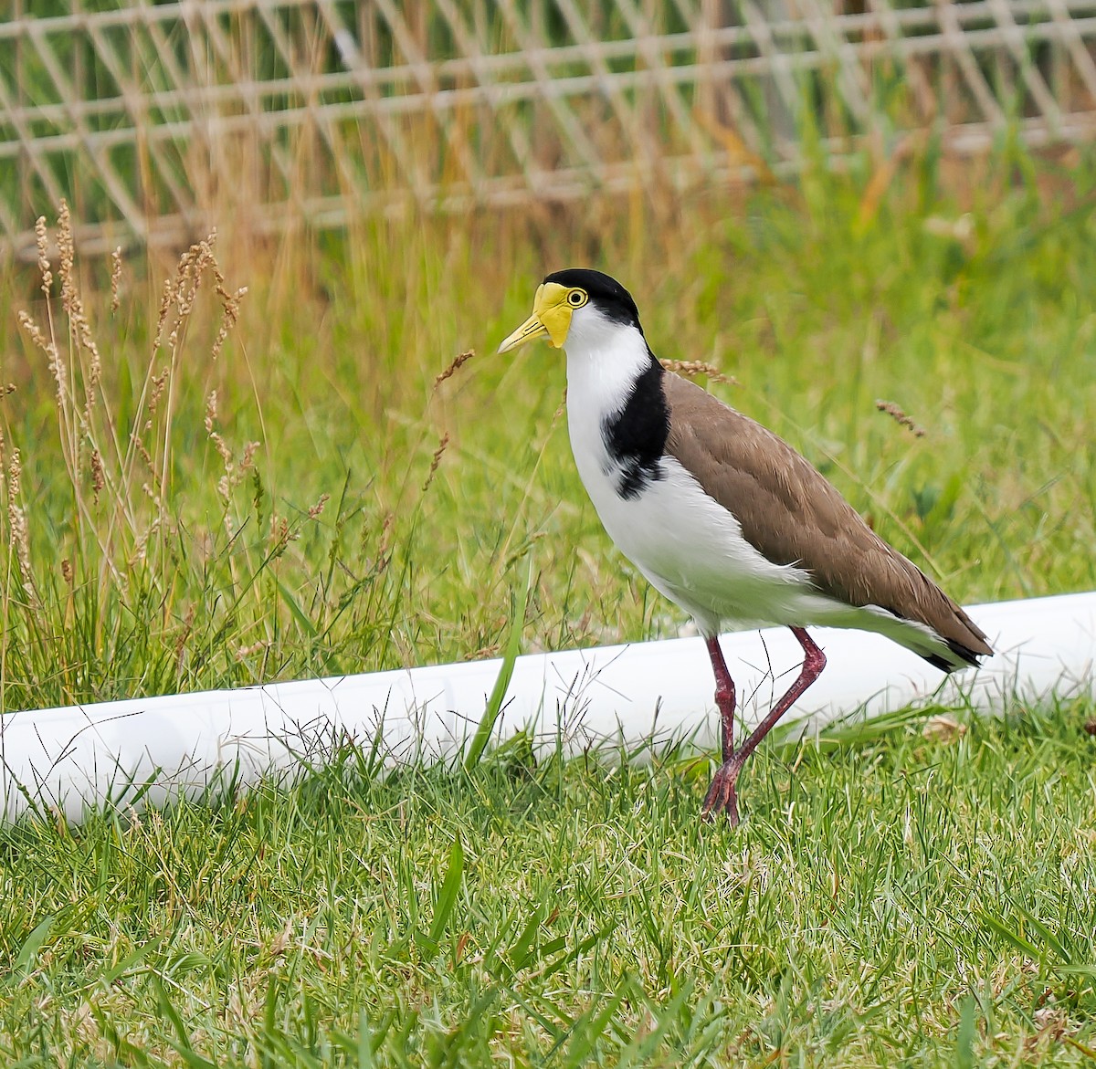 Masked Lapwing - ML645148927