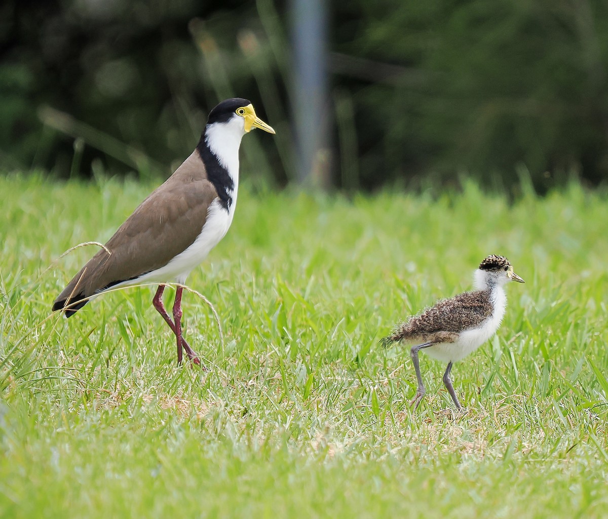 Masked Lapwing - ML645148928