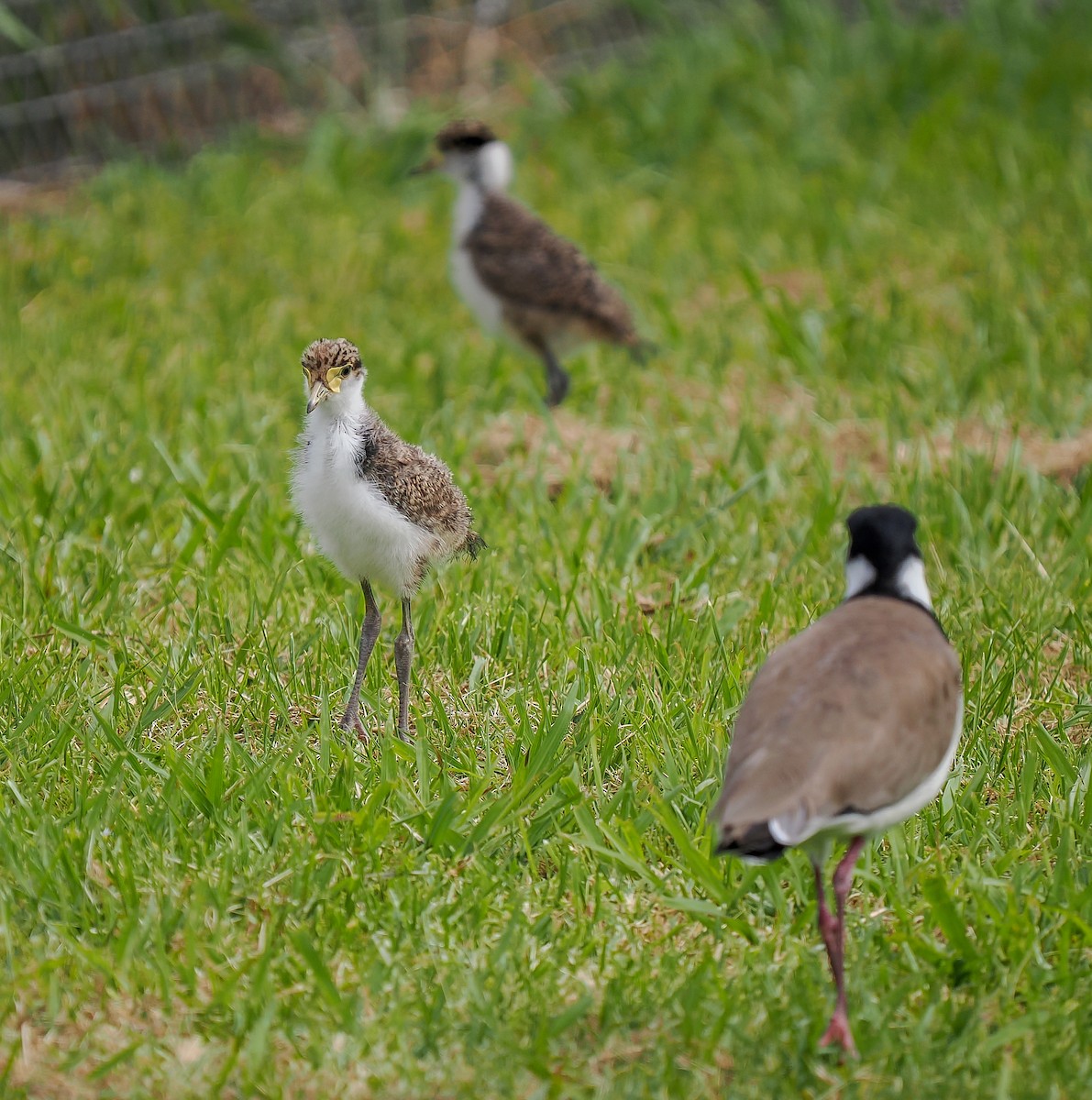 Masked Lapwing - ML645148929