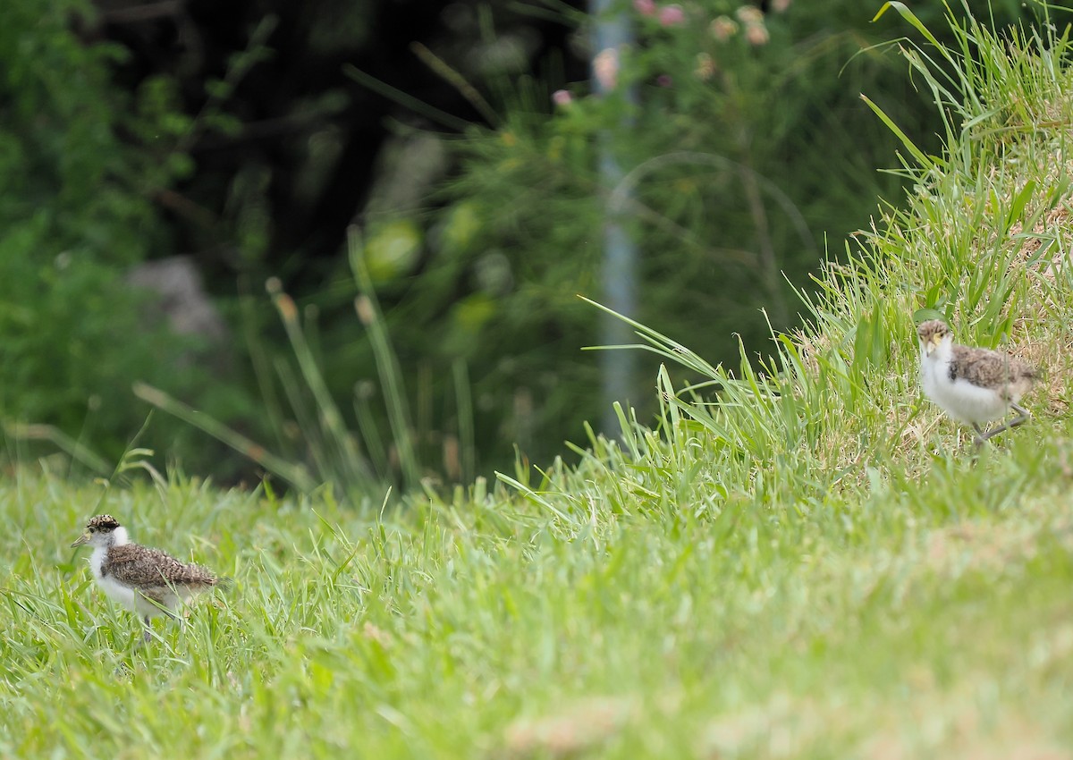 Masked Lapwing - ML645148931