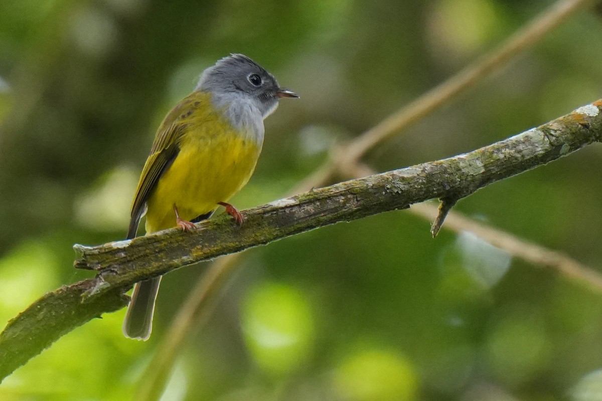 Gray-headed Canary-Flycatcher - ML645148941