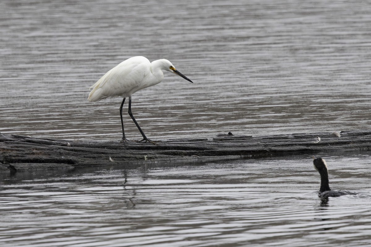 Little Egret - ML645148952