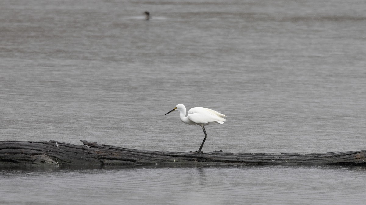 Little Egret - ML645148953
