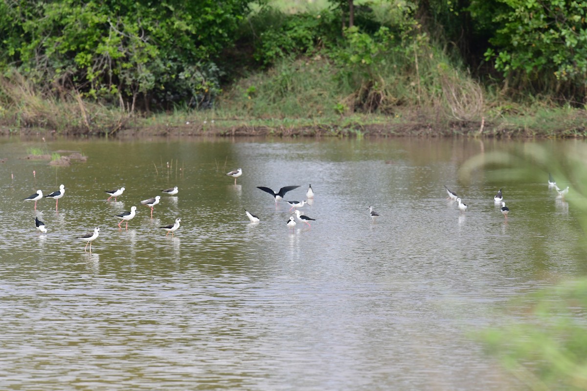 高蹺鴴 - ML645148956