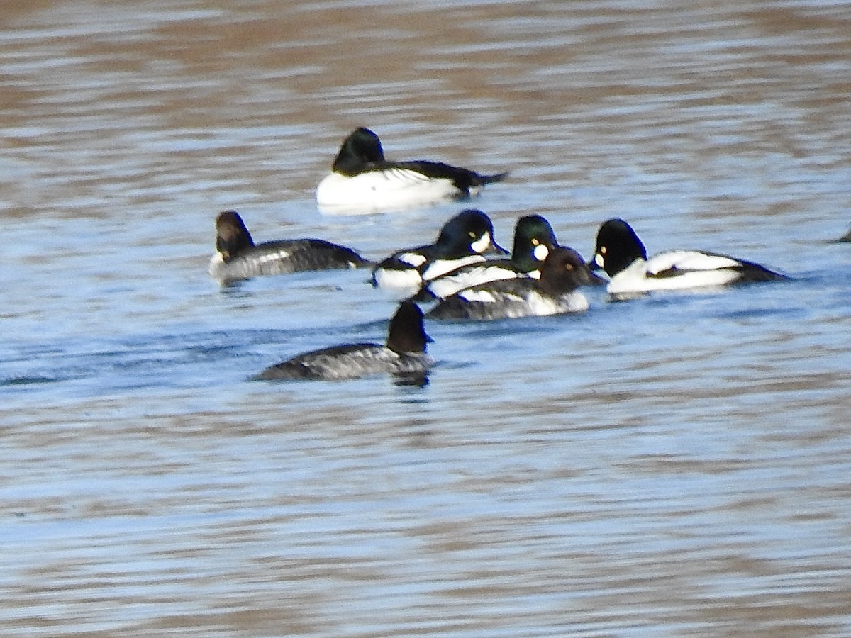 Barrow's Goldeneye - ML645148964
