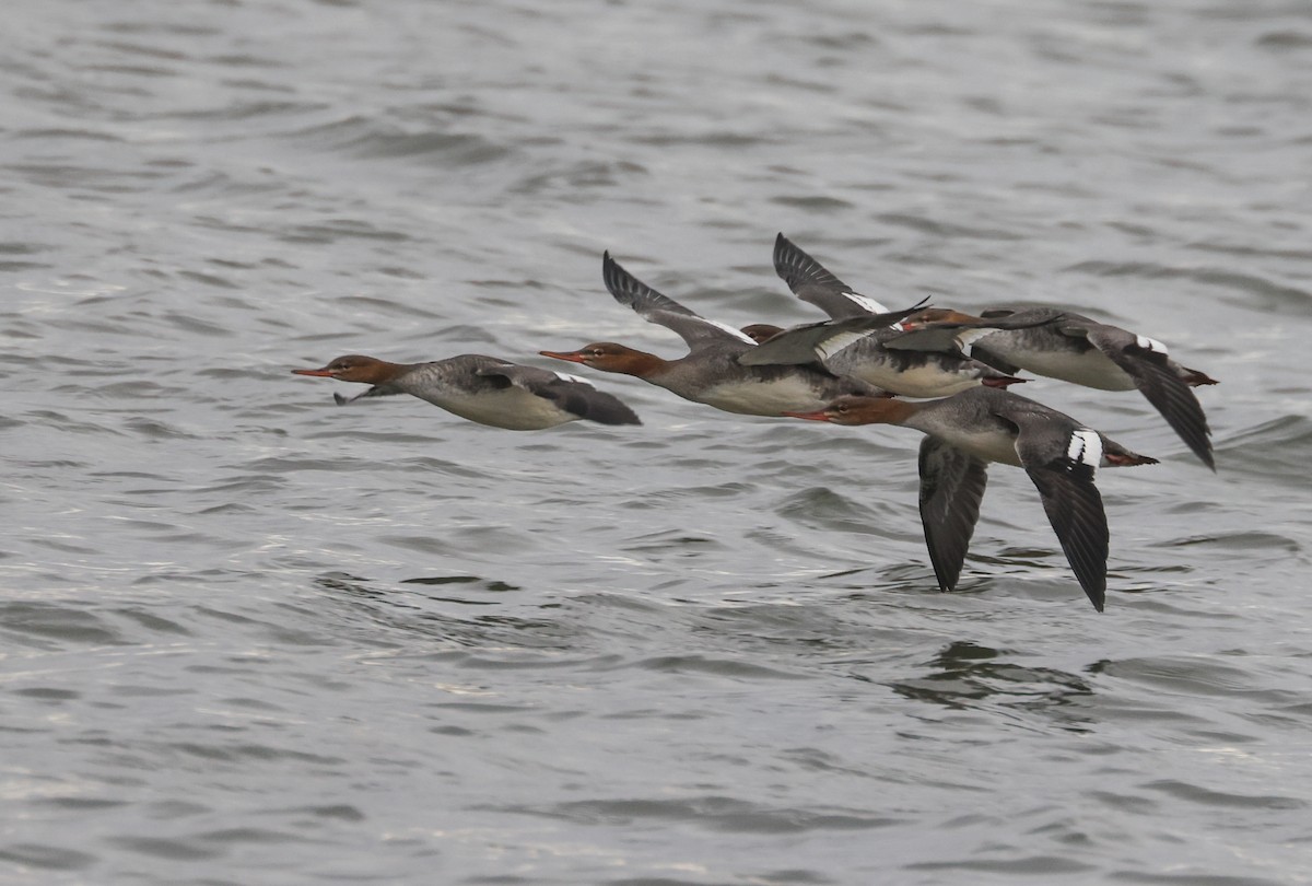 Red-breasted Merganser - ML645149016