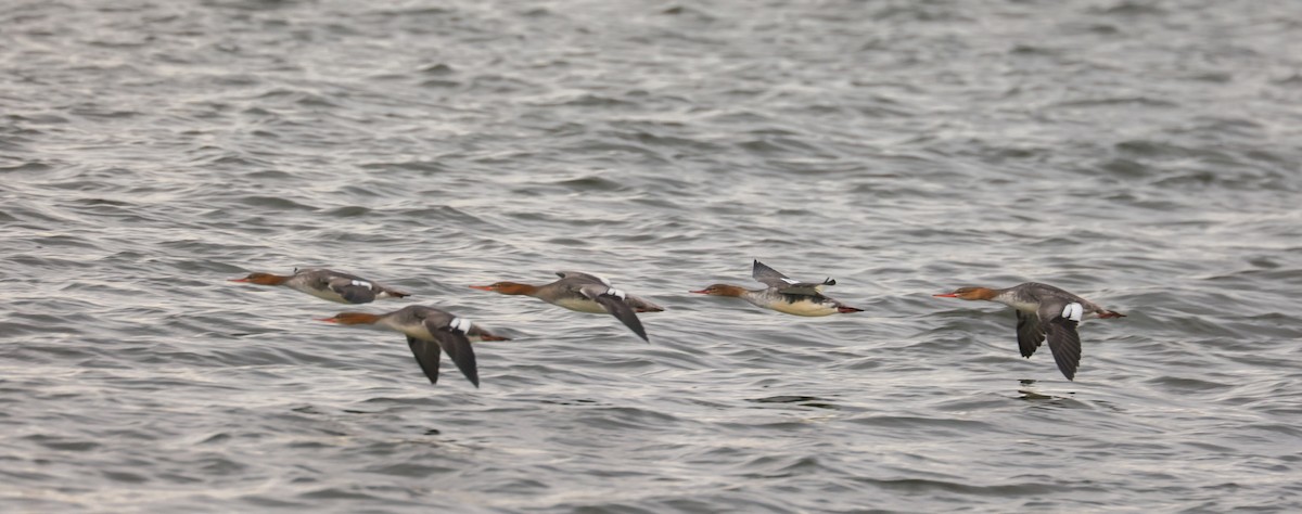 Red-breasted Merganser - ML645149017