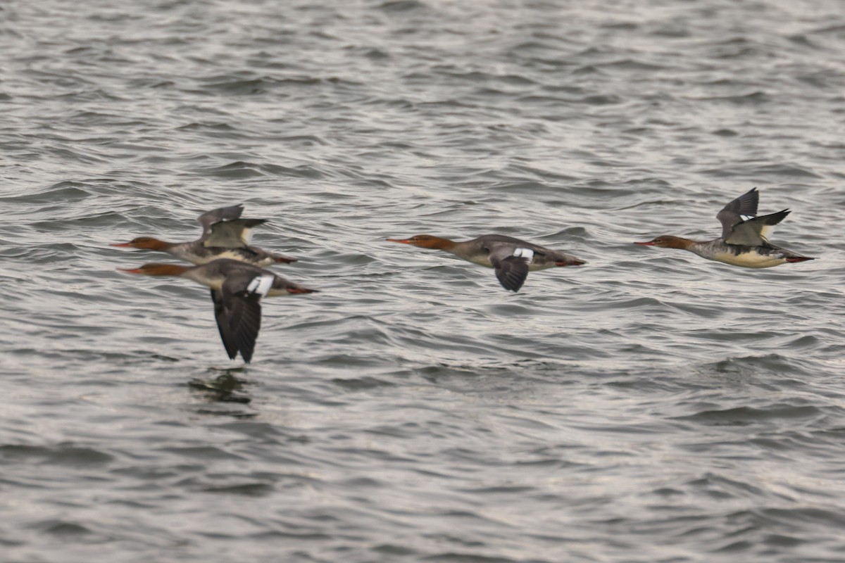 Red-breasted Merganser - ML645149018
