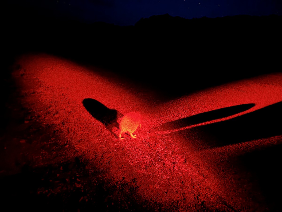 Southern Brown Kiwi - ML645149020