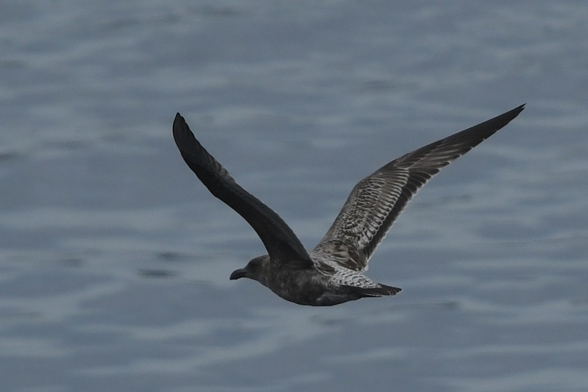 Western Gull - ML645149023