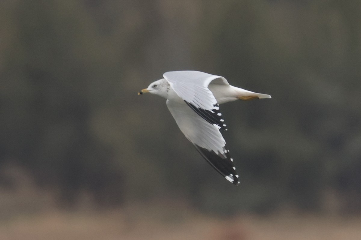 Ring-billed Gull - ML645149024