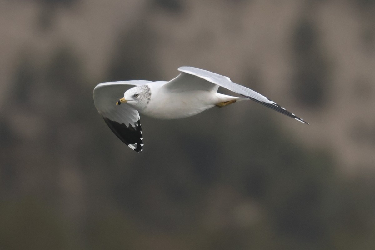Ring-billed Gull - ML645149025