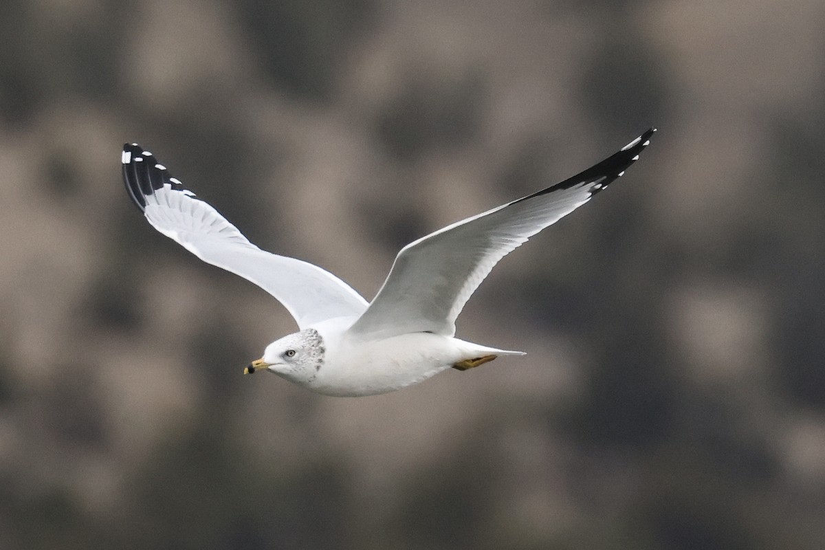 Ring-billed Gull - ML645149026