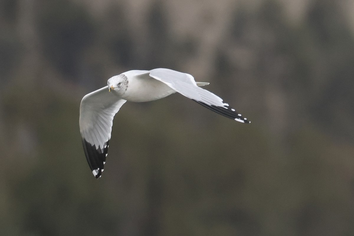 Ring-billed Gull - ML645149027