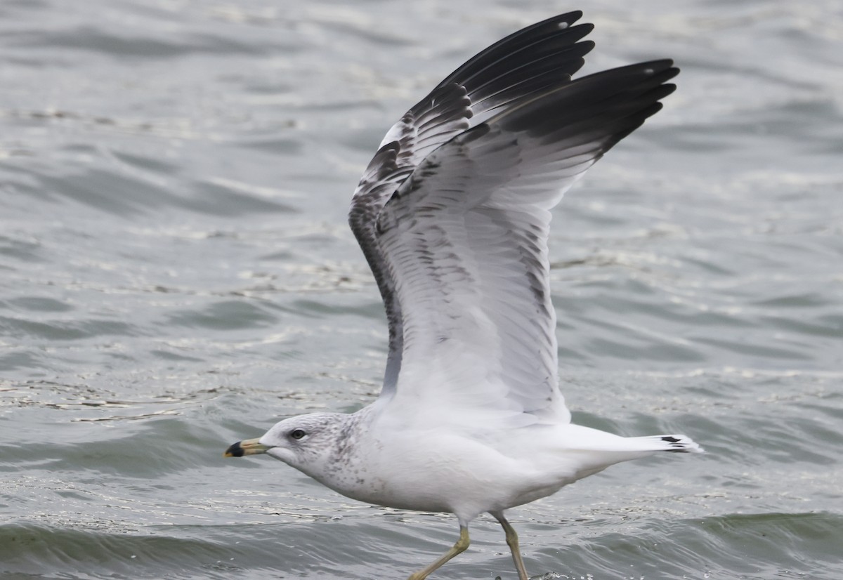 Ring-billed Gull - ML645149028