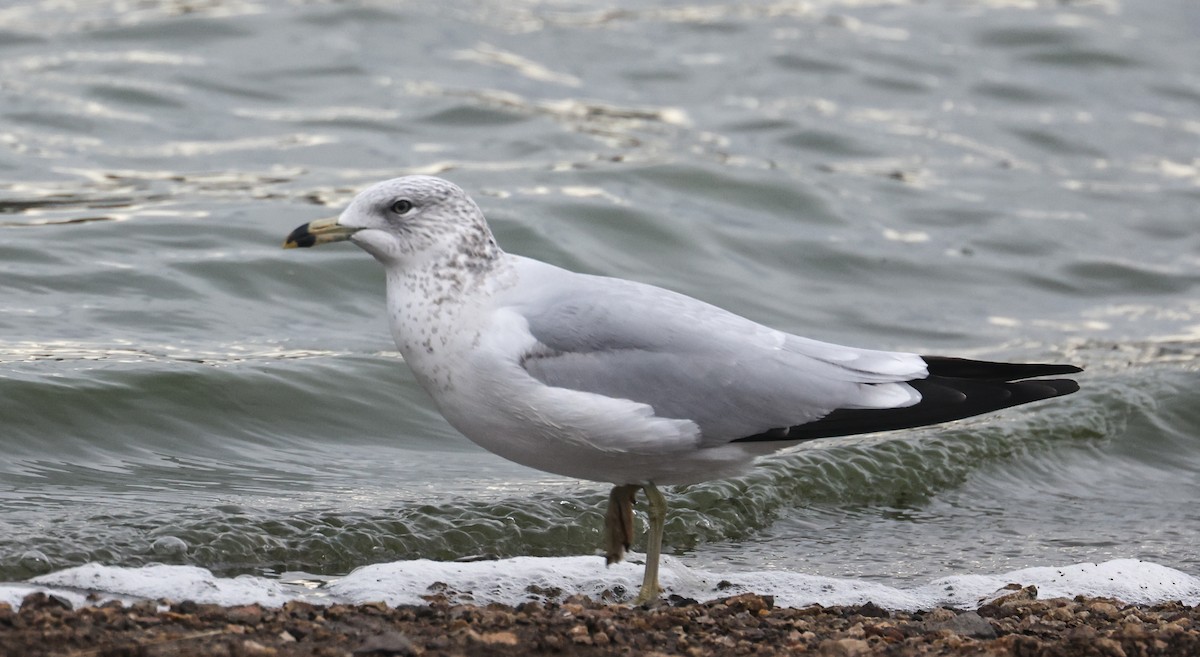 Ring-billed Gull - ML645149029
