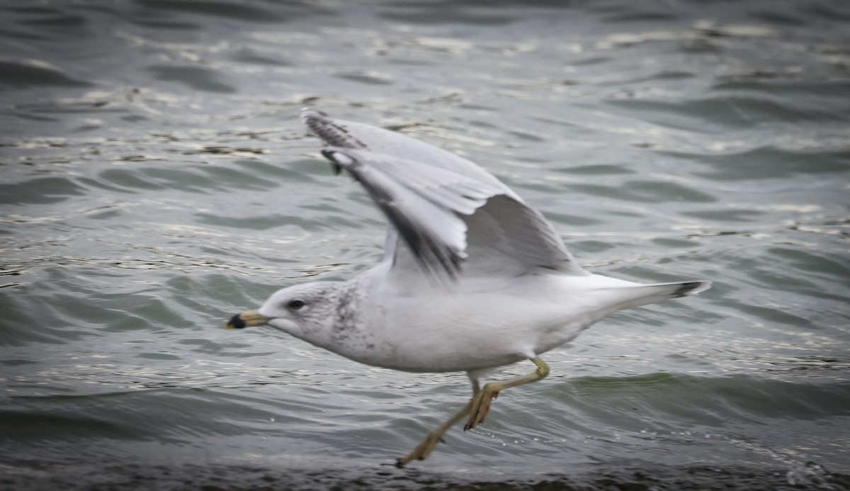 Ring-billed Gull - ML645149030