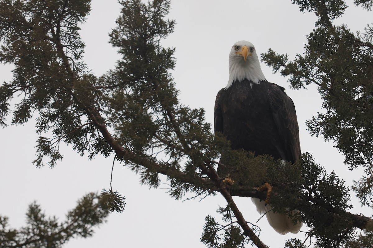עיטם לבן-ראש - ML645149039