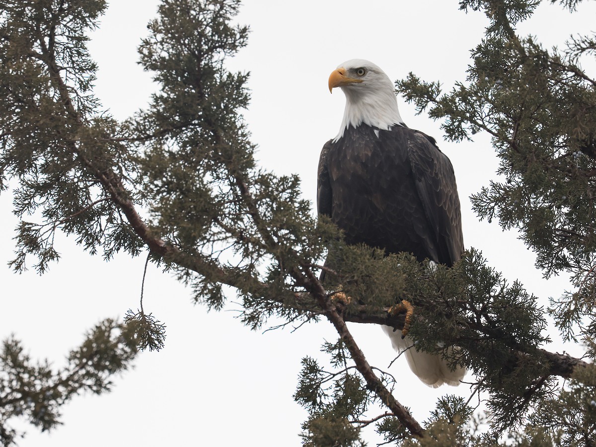 עיטם לבן-ראש - ML645149040