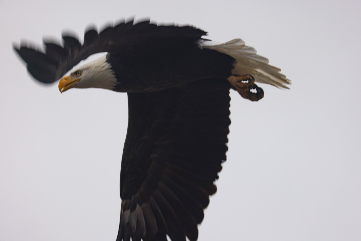עיטם לבן-ראש - ML645149041