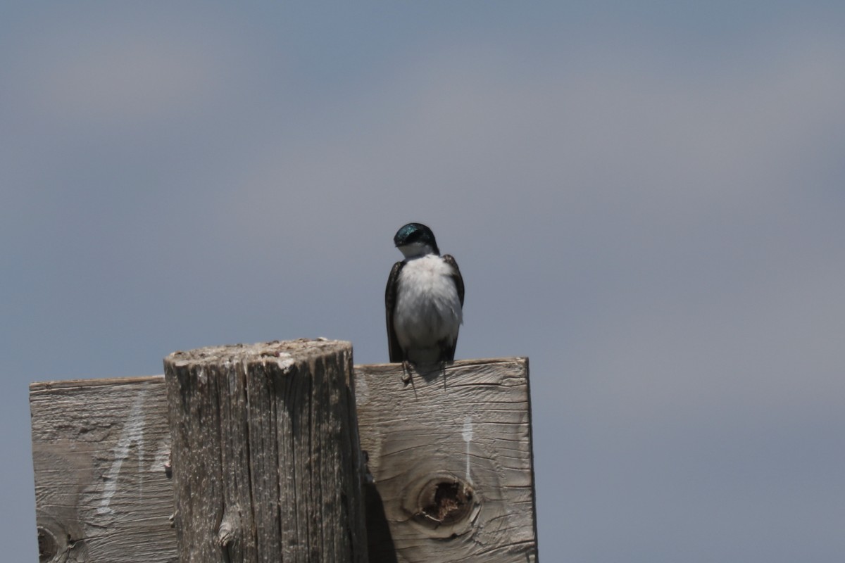 Tree Swallow - ML645149062