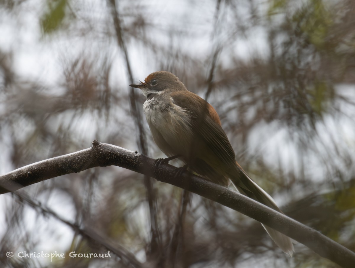 Arafura Fantail - ML645149068