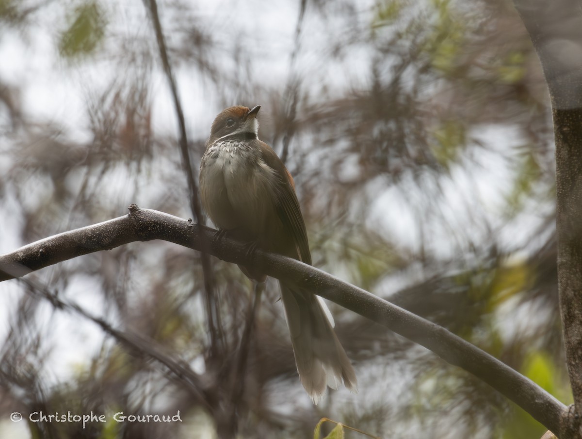 Arafura Fantail - ML645149069