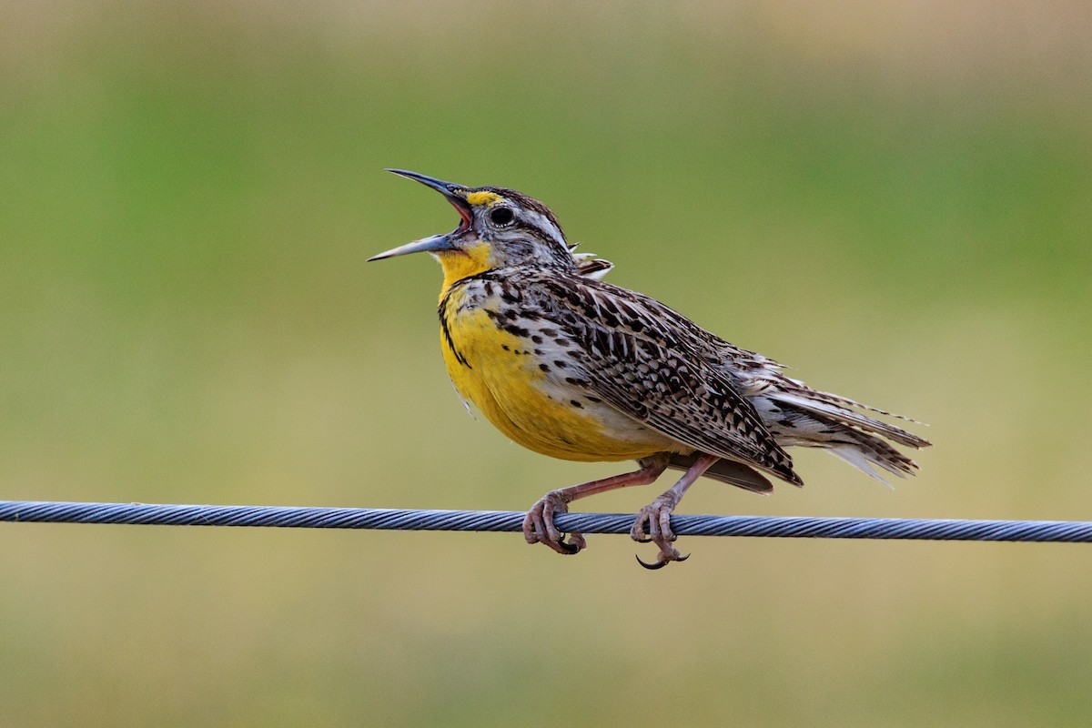Western Meadowlark - ML645149101