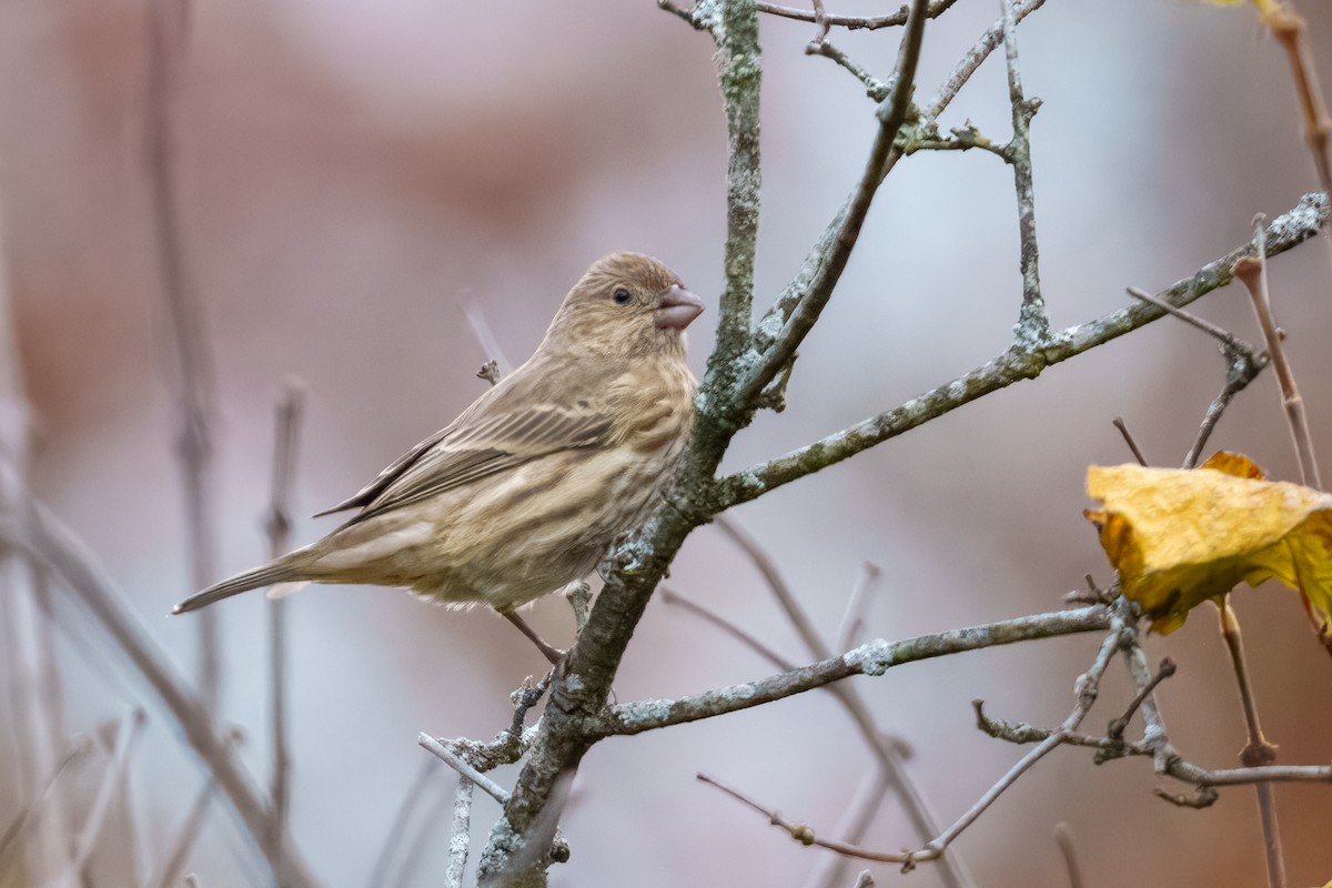 hýl rudoprsý - ML645149118