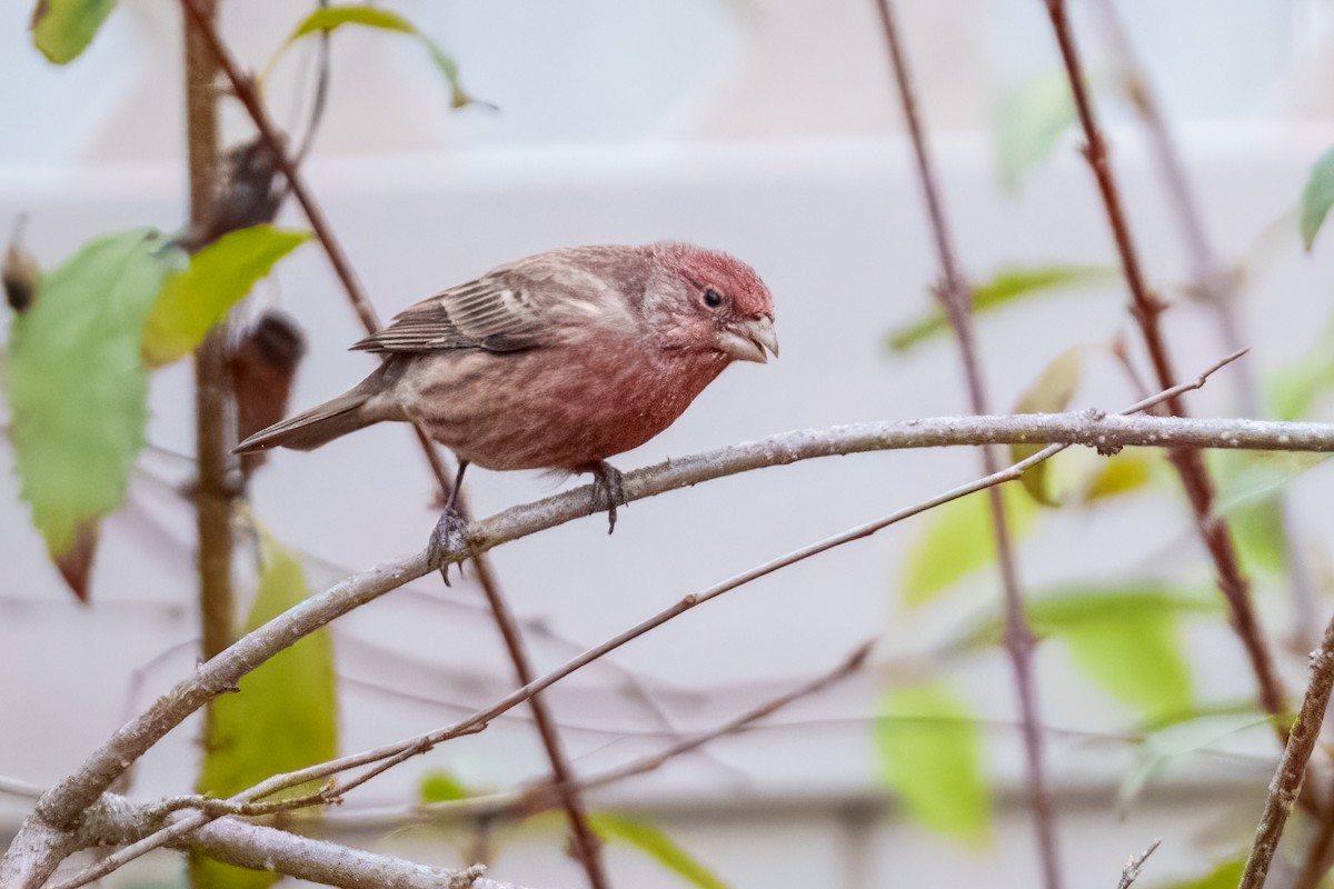 hýl rudoprsý - ML645149119